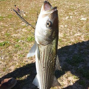 Meet your Posher, Rogelio